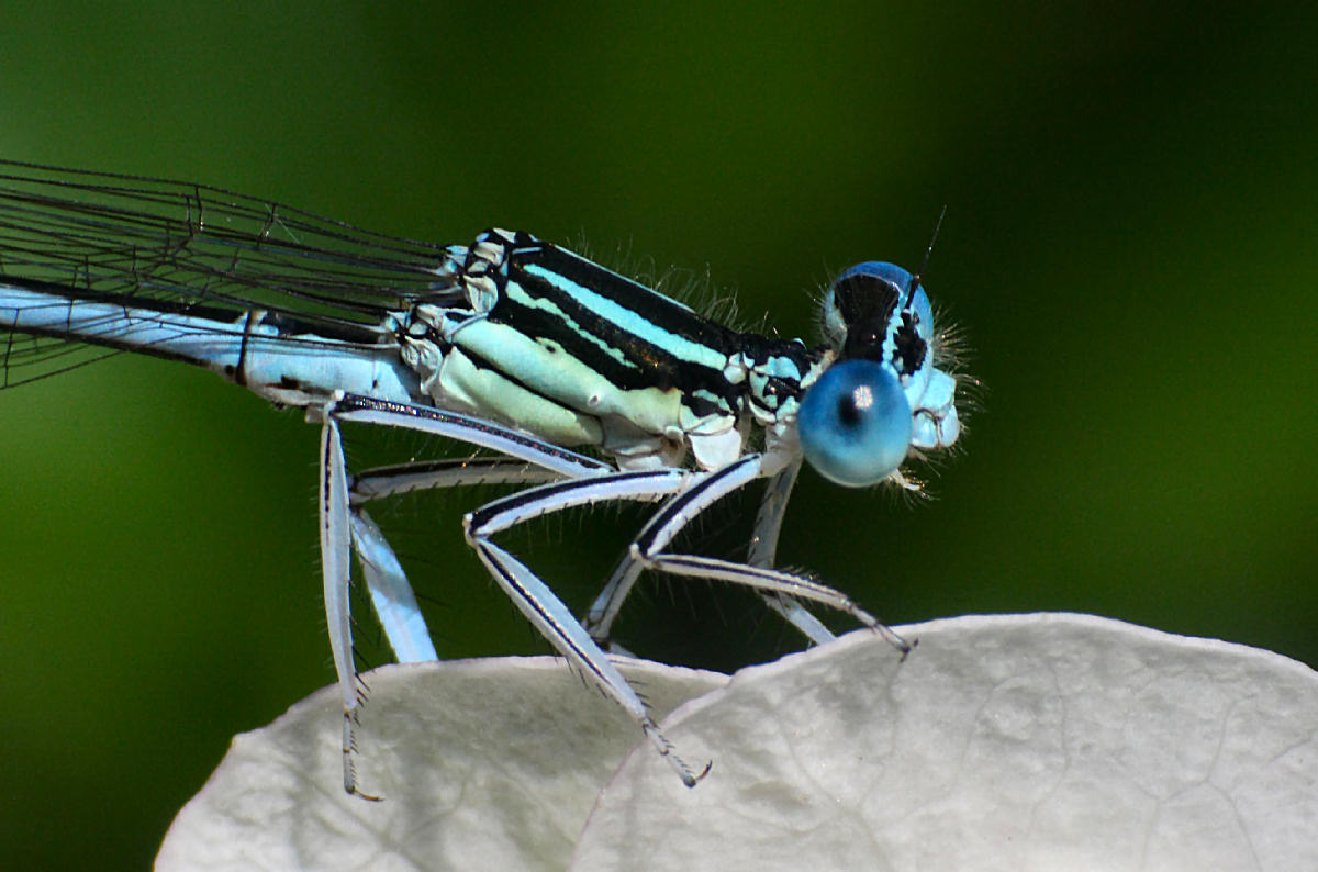 libellulina da identificare: Platycnemis pennipes